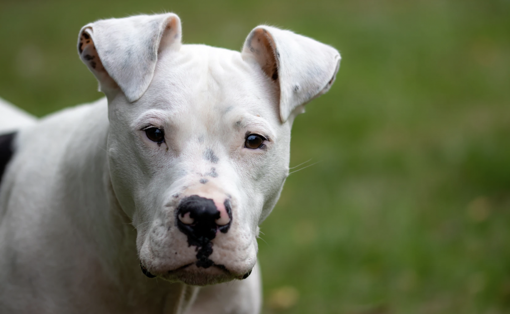 pit bull insuring dangerous dog breeds